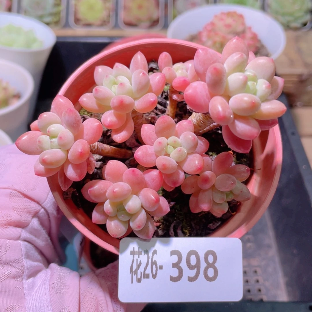 花利美26-398洛可可