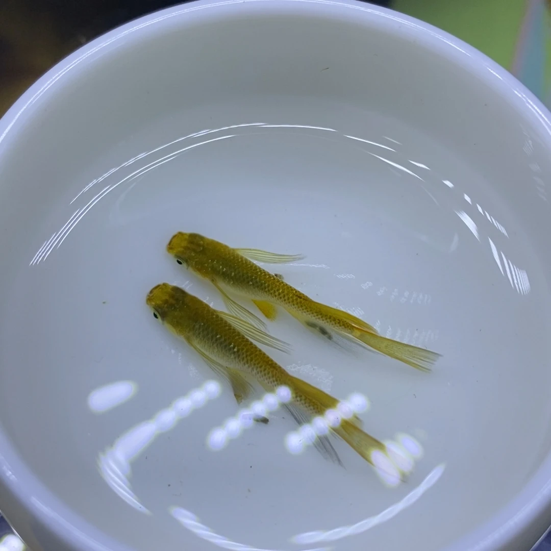 青鳉鱼金色金色4号