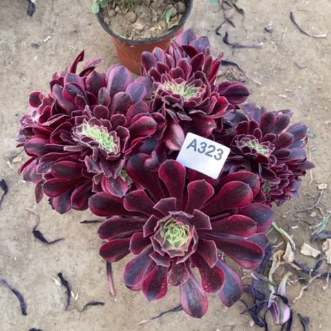 美杜莎缀一物一拍