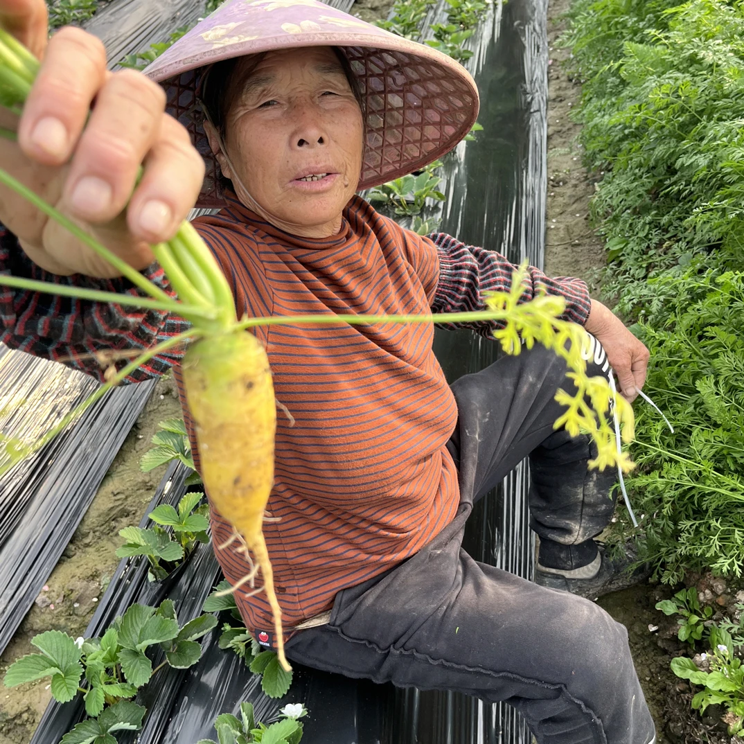 湖北农家黄色胡萝卜自己种植
