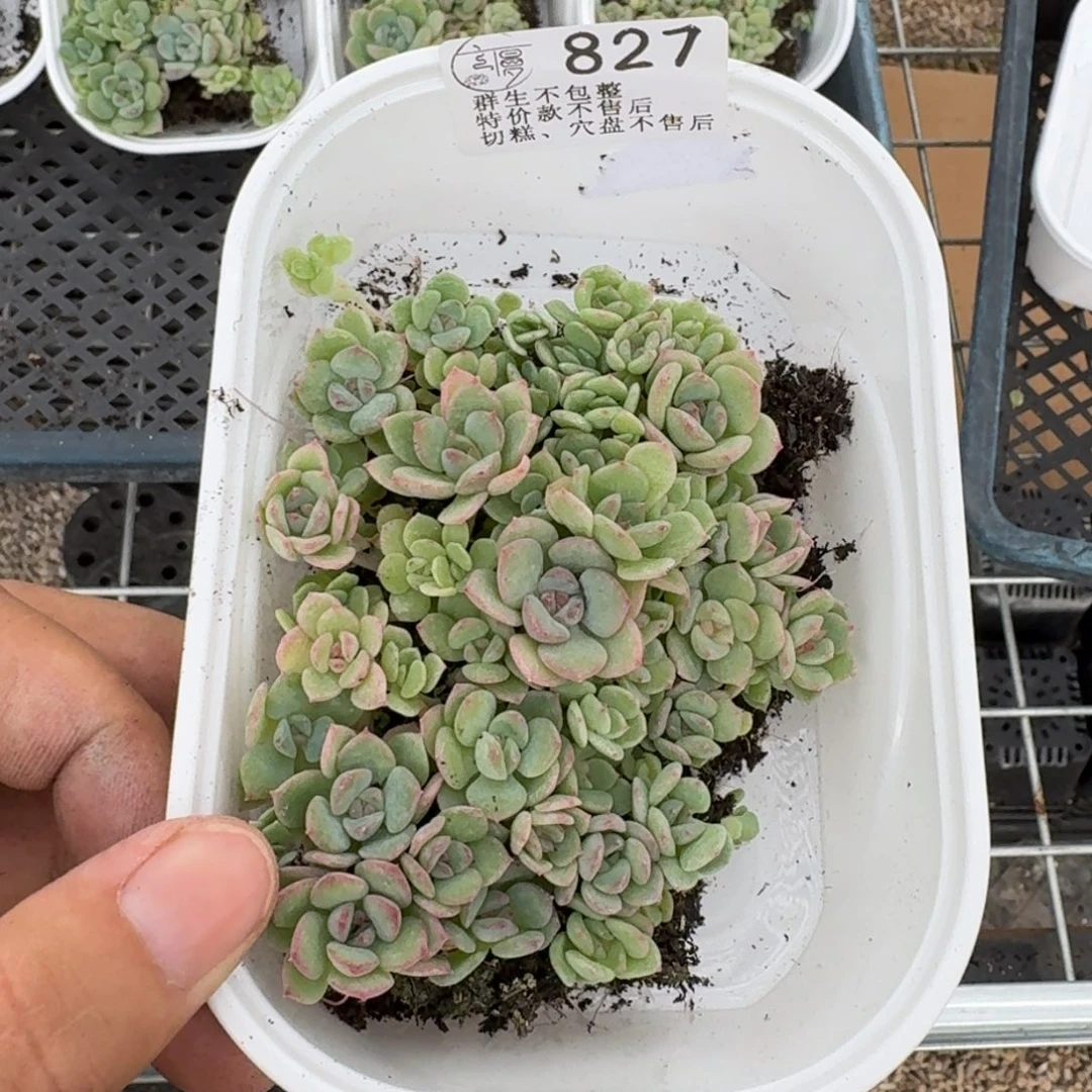 如图827云慢星茉切糕一份