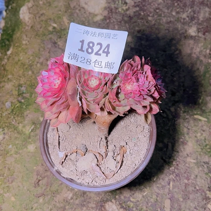 1824荔枝缀多肉植物2号