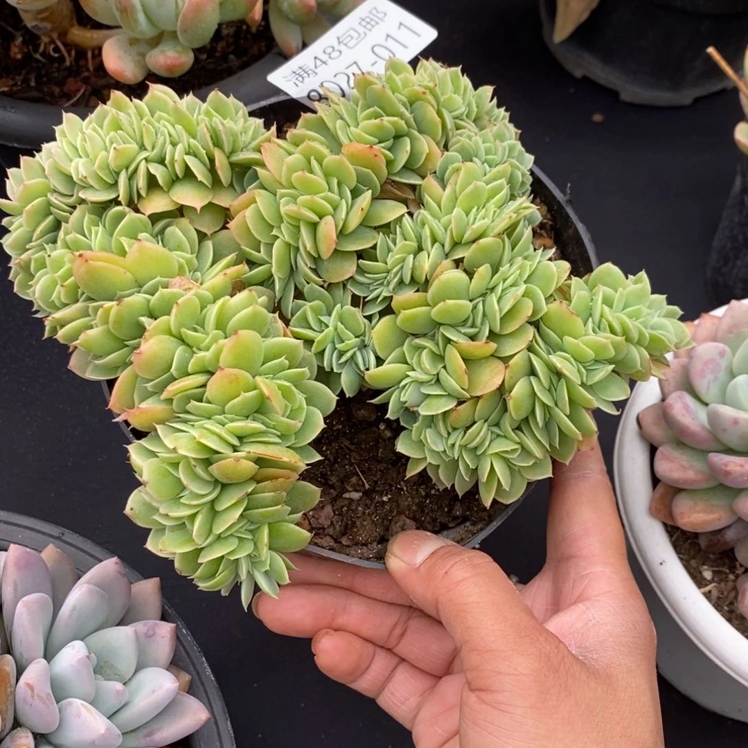 夏悦多肉0827-11星娜塔缀