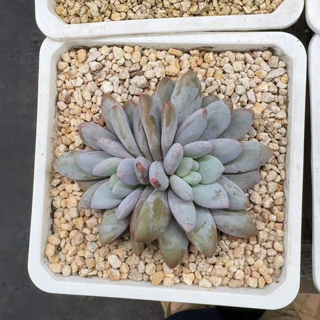 橙龙 双头 一物一拍