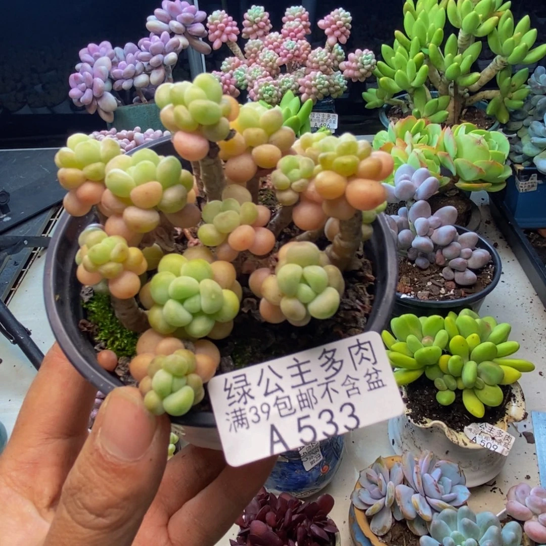 533花朵鱼子酱多肉7cm