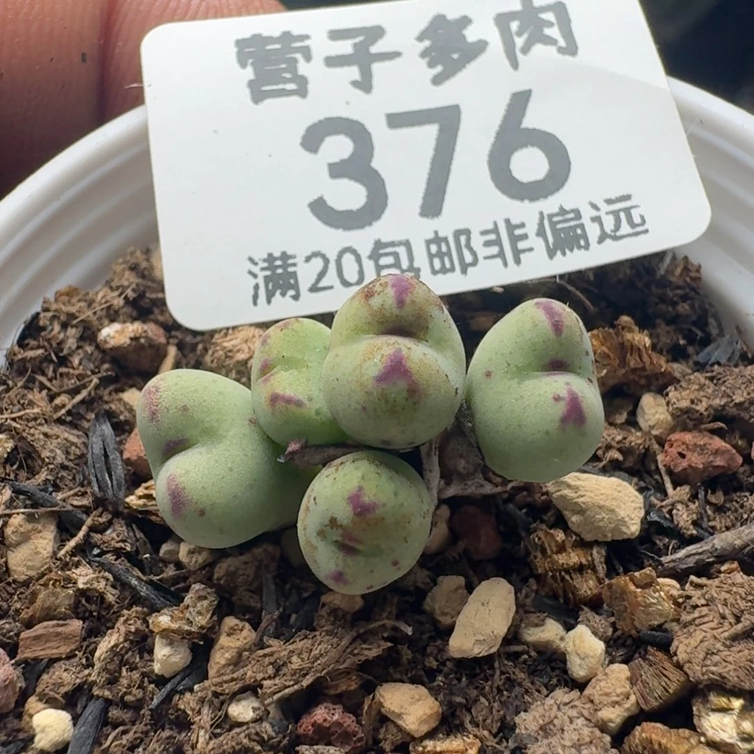 口迪带盆土。