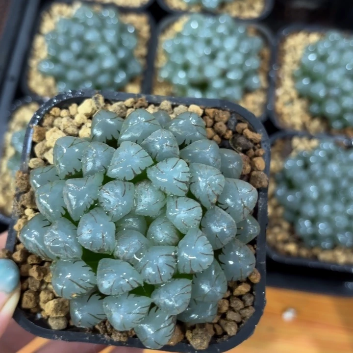 母本潘氏大冰灯多肉植物