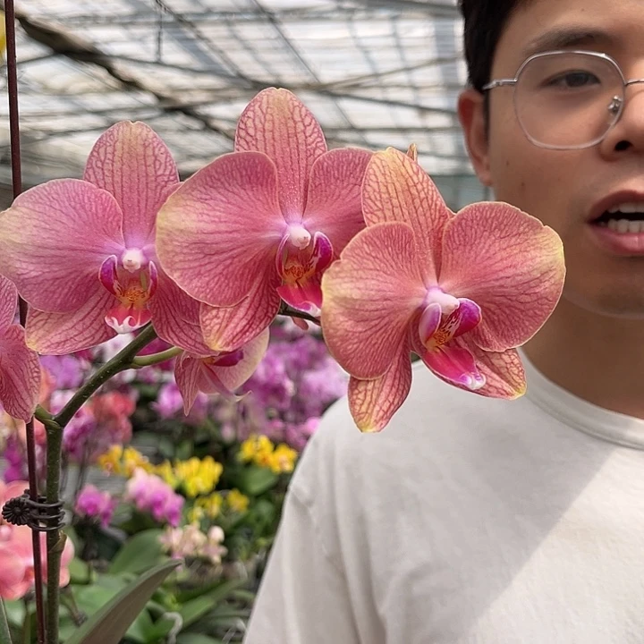 完全开放彩月开花橘色高级款 叶片轻微开裂