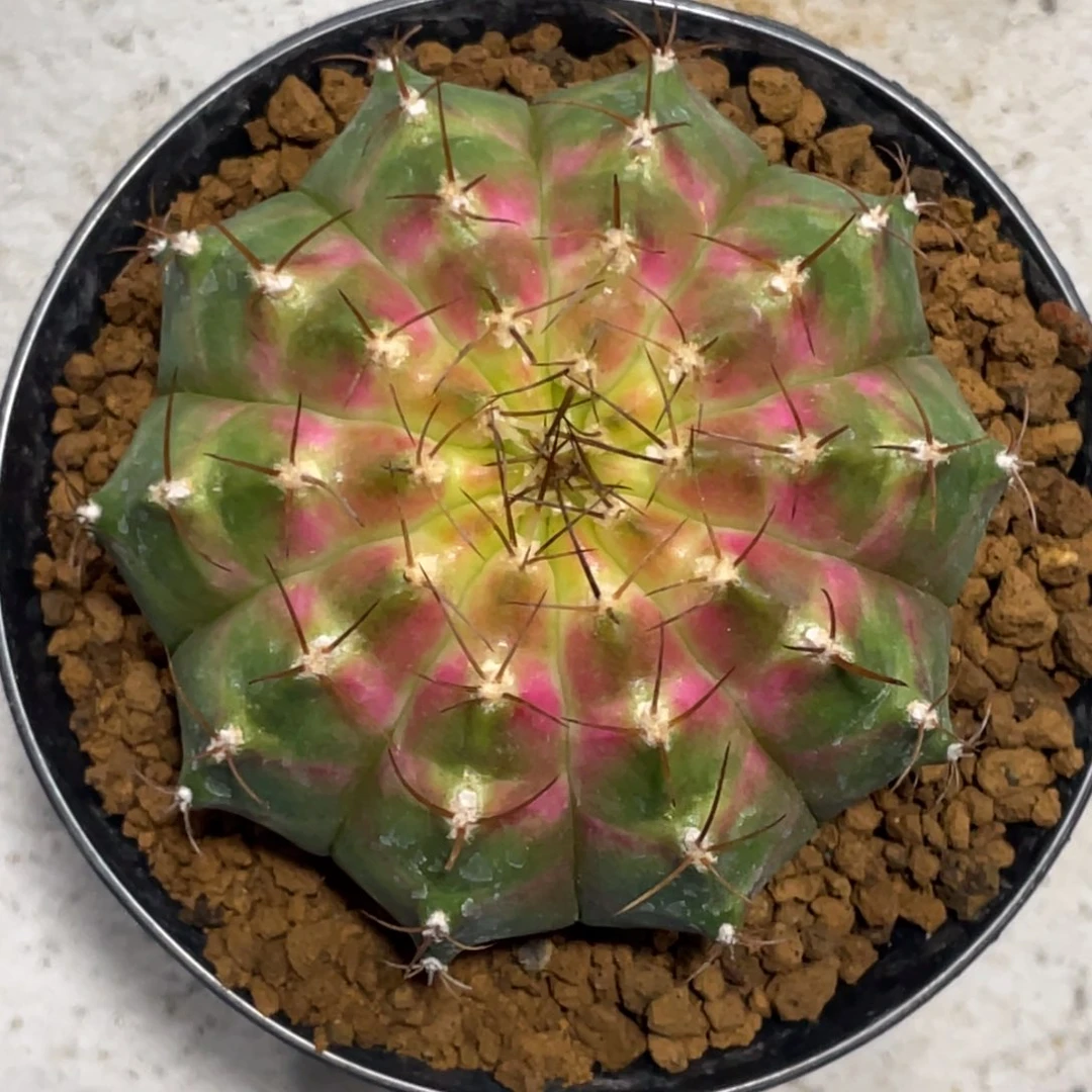 当前无花朵，栽培后可花朵包子粉轮回