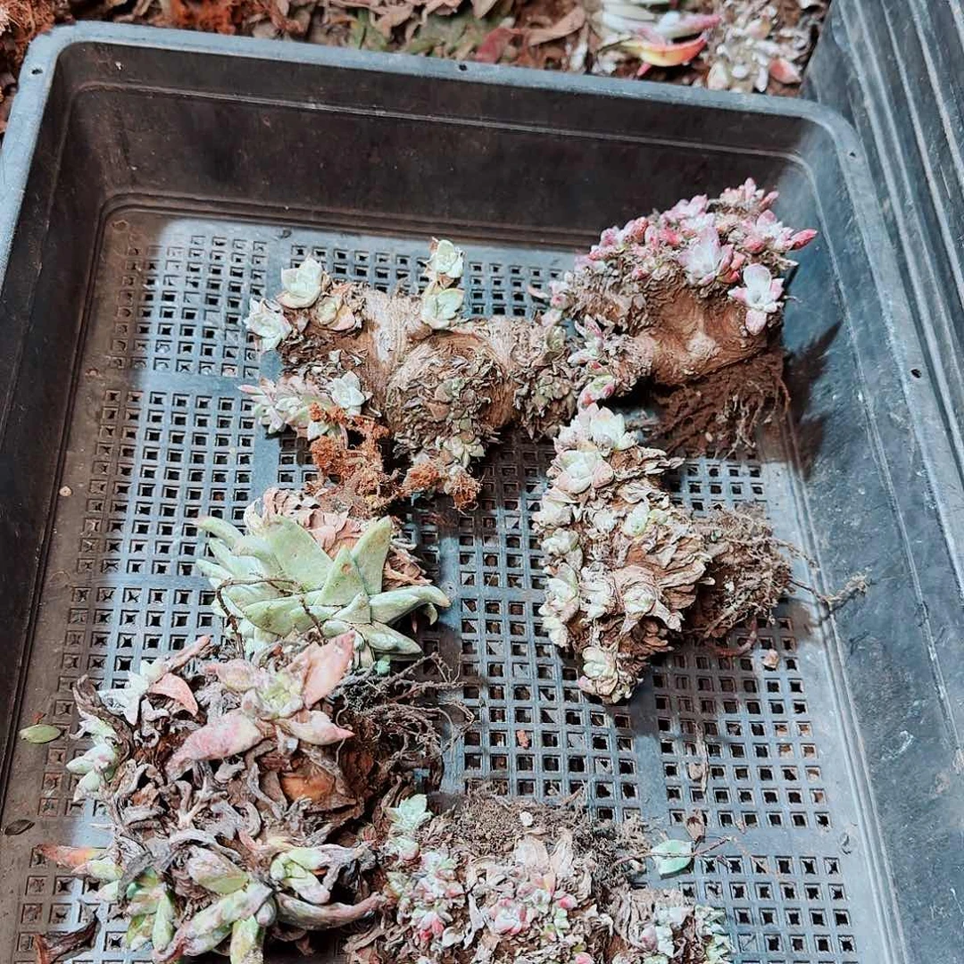 8533瑕疵框拍不售后