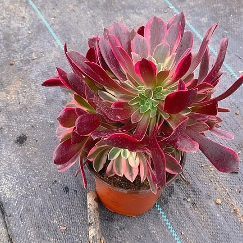 865金丝多肉植物