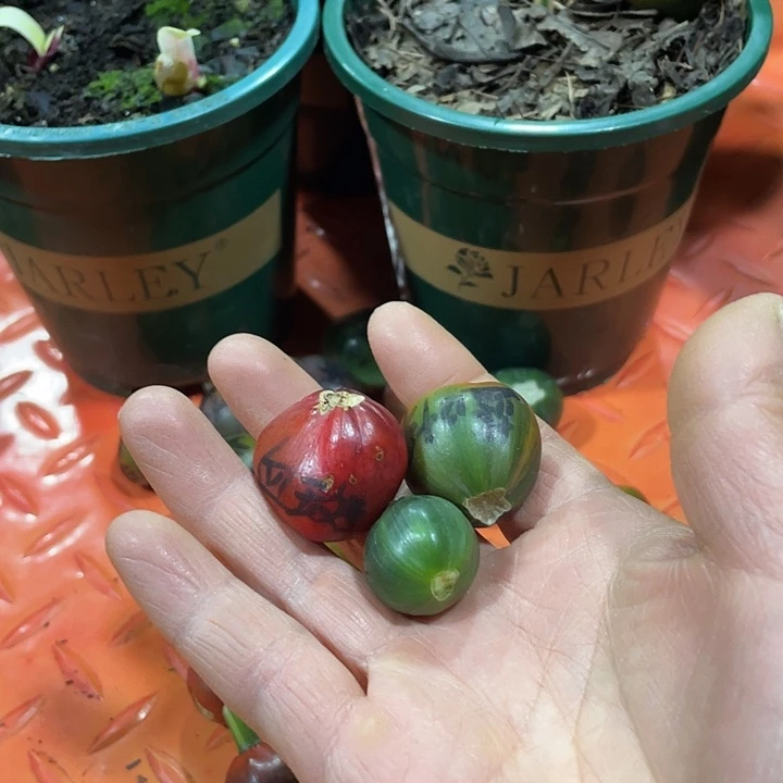 *****完全开放君子兰四季开花稀释甲醛