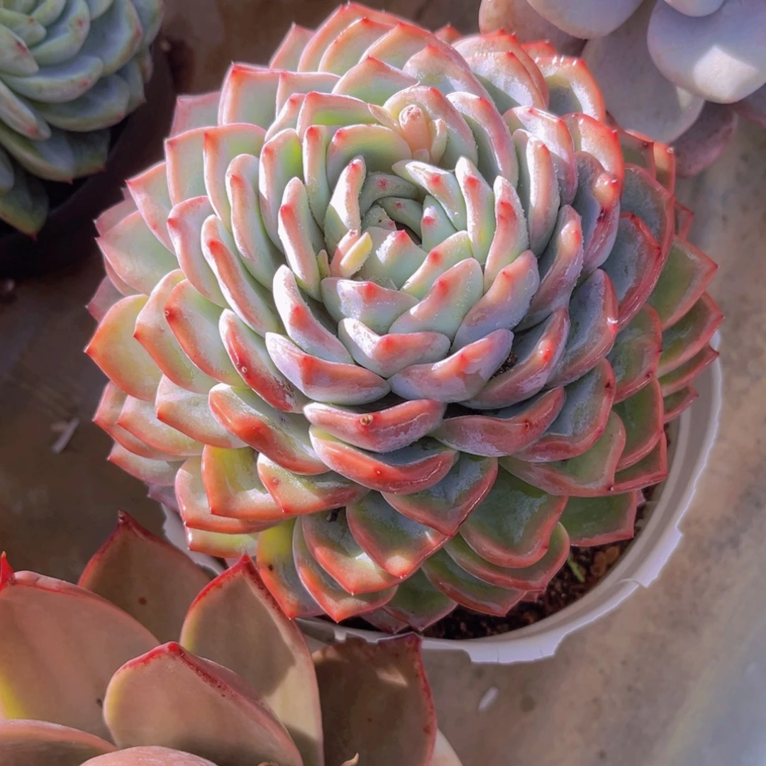 海洋之心13公分9999999