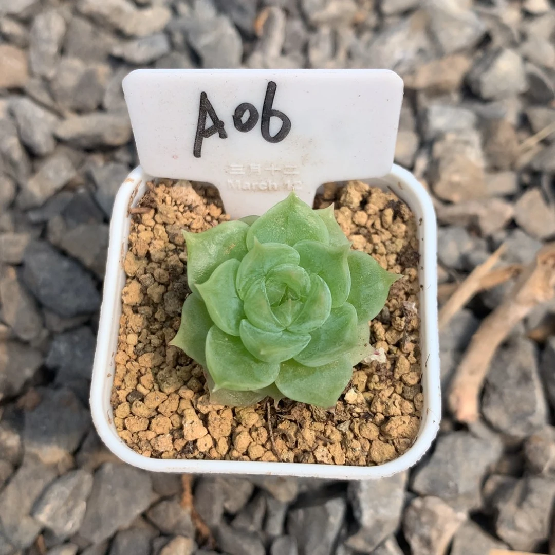a06可育三号白吉一颗