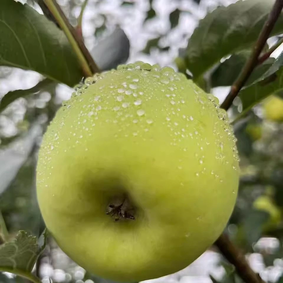 陕西白水瑞雪苹果纯甜无渣清香可口备战农场礼盒产地直发顺丰包邮