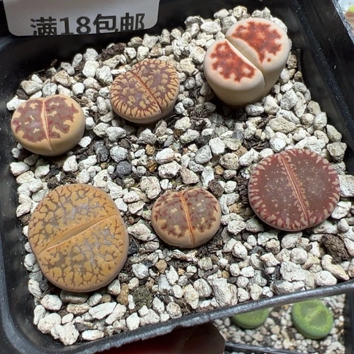 【闪购商品】 1142。