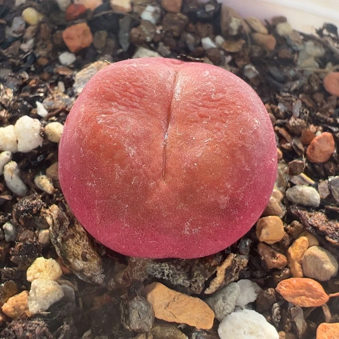 水蜜桃多肉植物百科