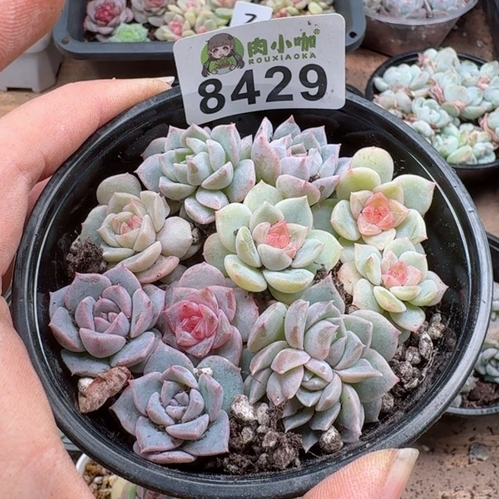 多肉植物多肉植物