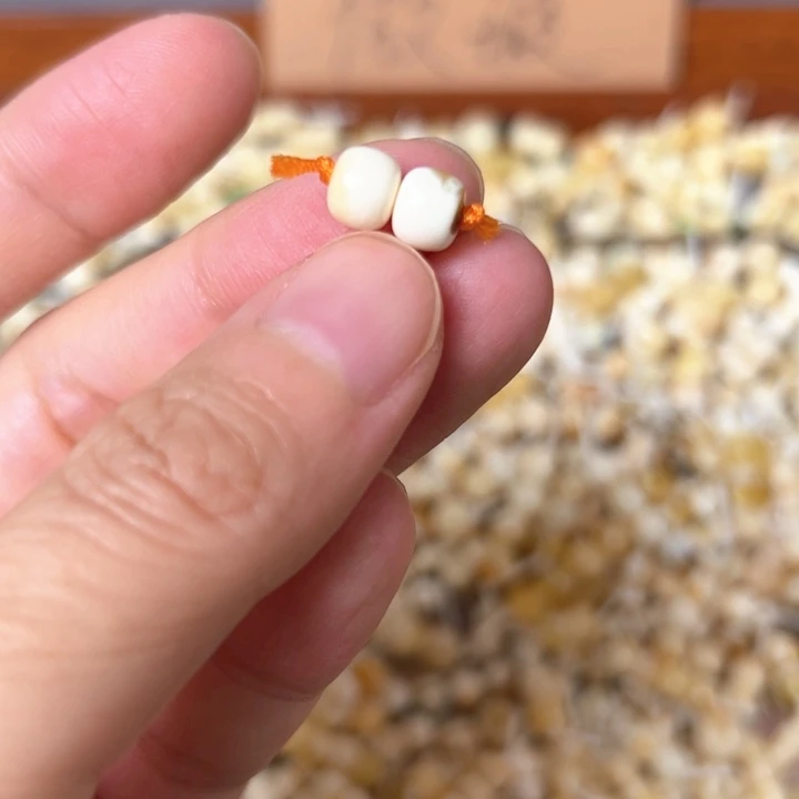 蜜蜡未镶嵌裸石6.4mm一对