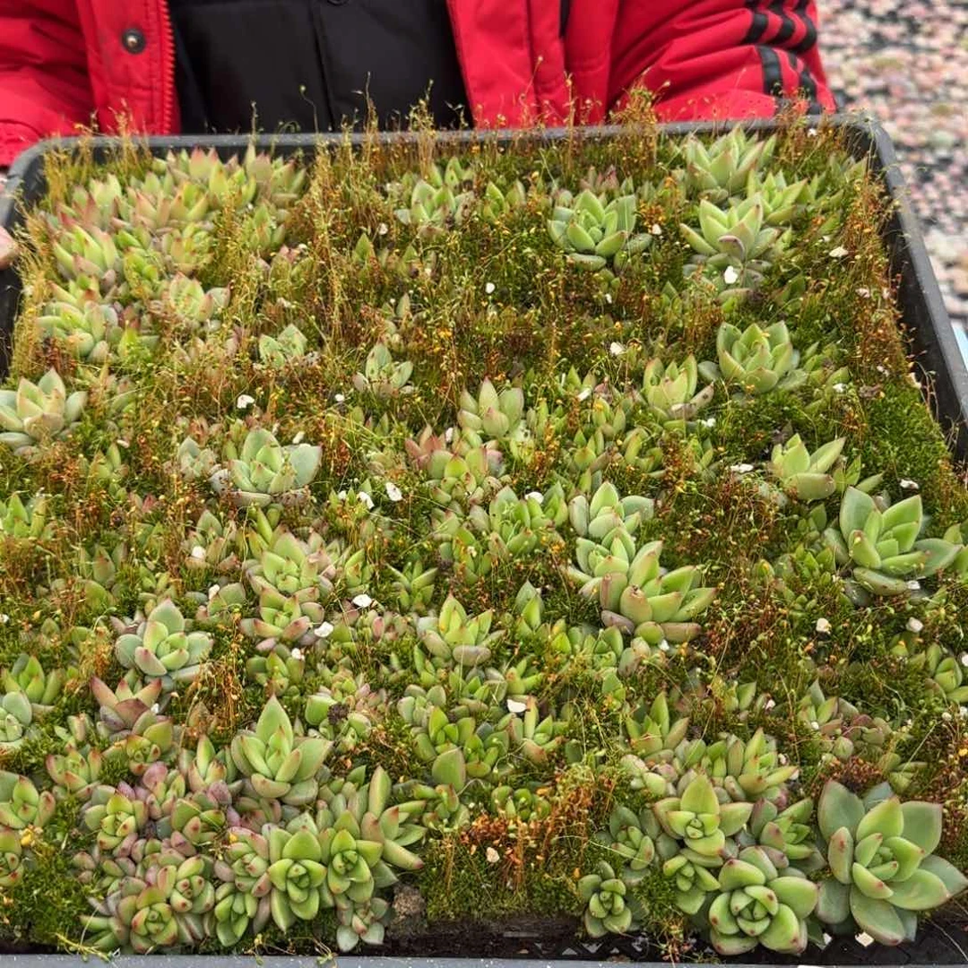 多肉杂交一物一拍17-53