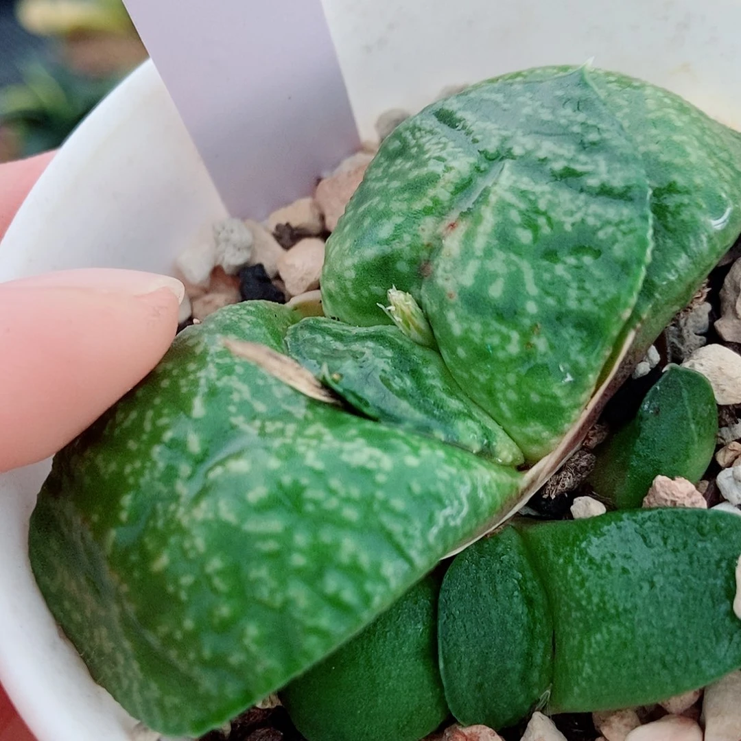 用****0943卧牛实生带盆发货