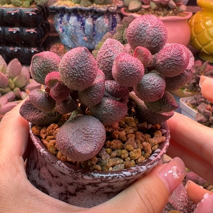 红***阳       水蜜桃。