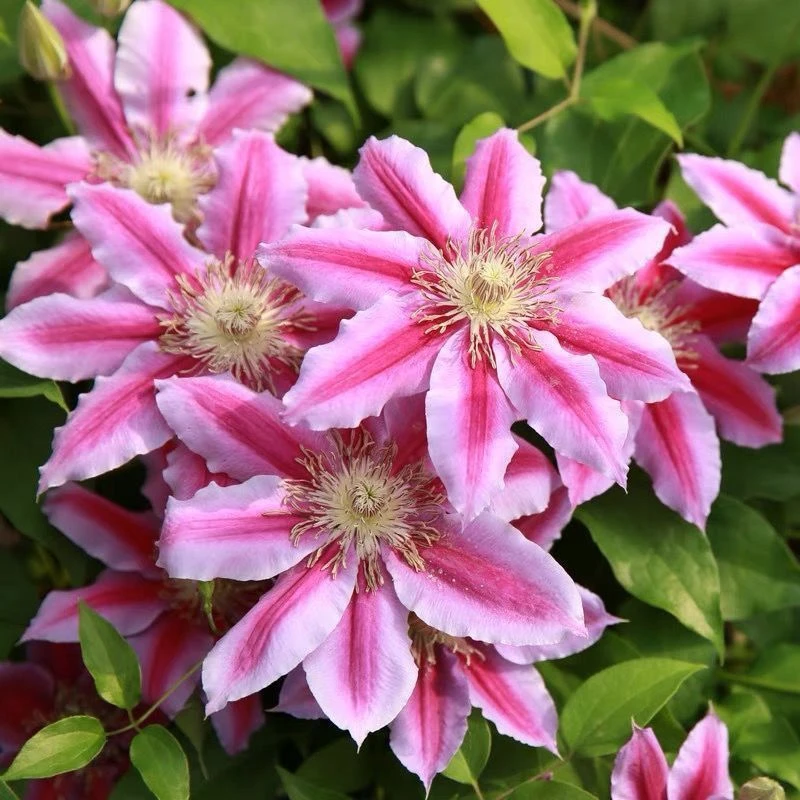 爬藤皇后铁线莲啤酒 约瑟芬开花机器