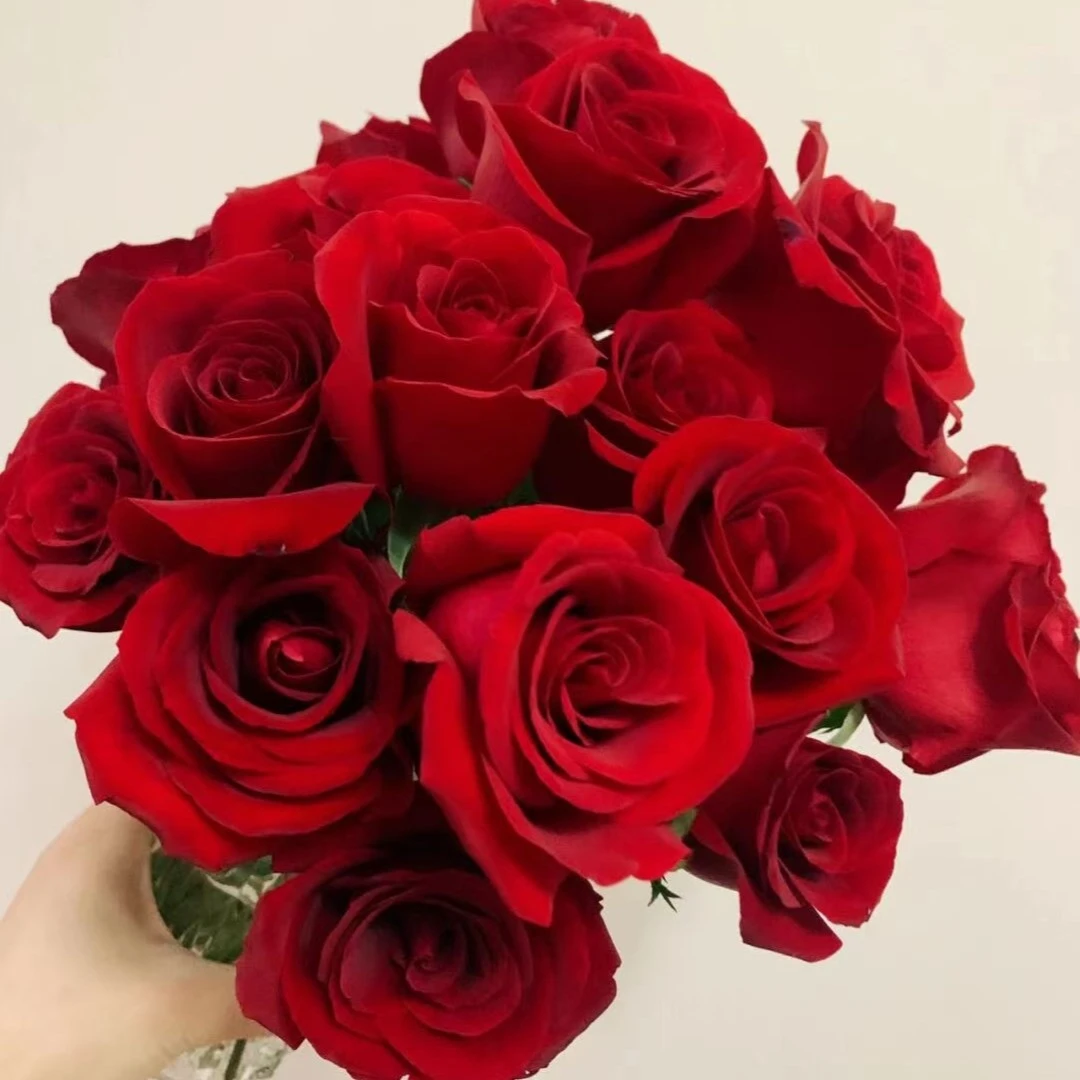 【今日浮力】本地红玫瑰 卡罗拉 单头玫瑰 现货包邮 鲜花鲜切花