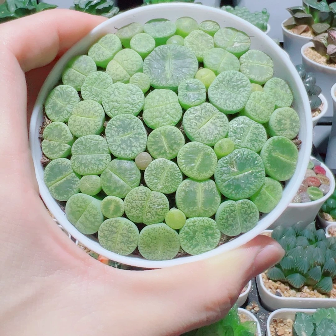 直播间绿色生石花，40福利款