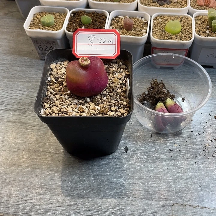 M***y佳人园艺多肉生石花毛翠滴22