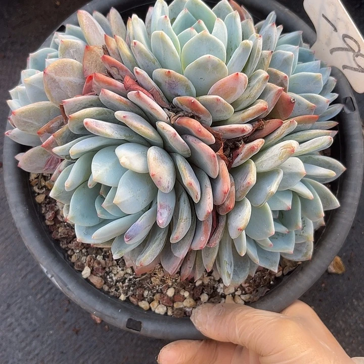 两单包邮，一物一拍，99橙子