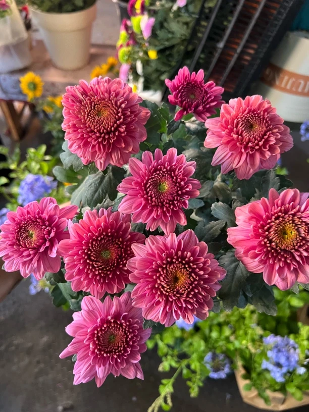 【异彩新品荷兰菊】多季节开花 花期长 新手易养护