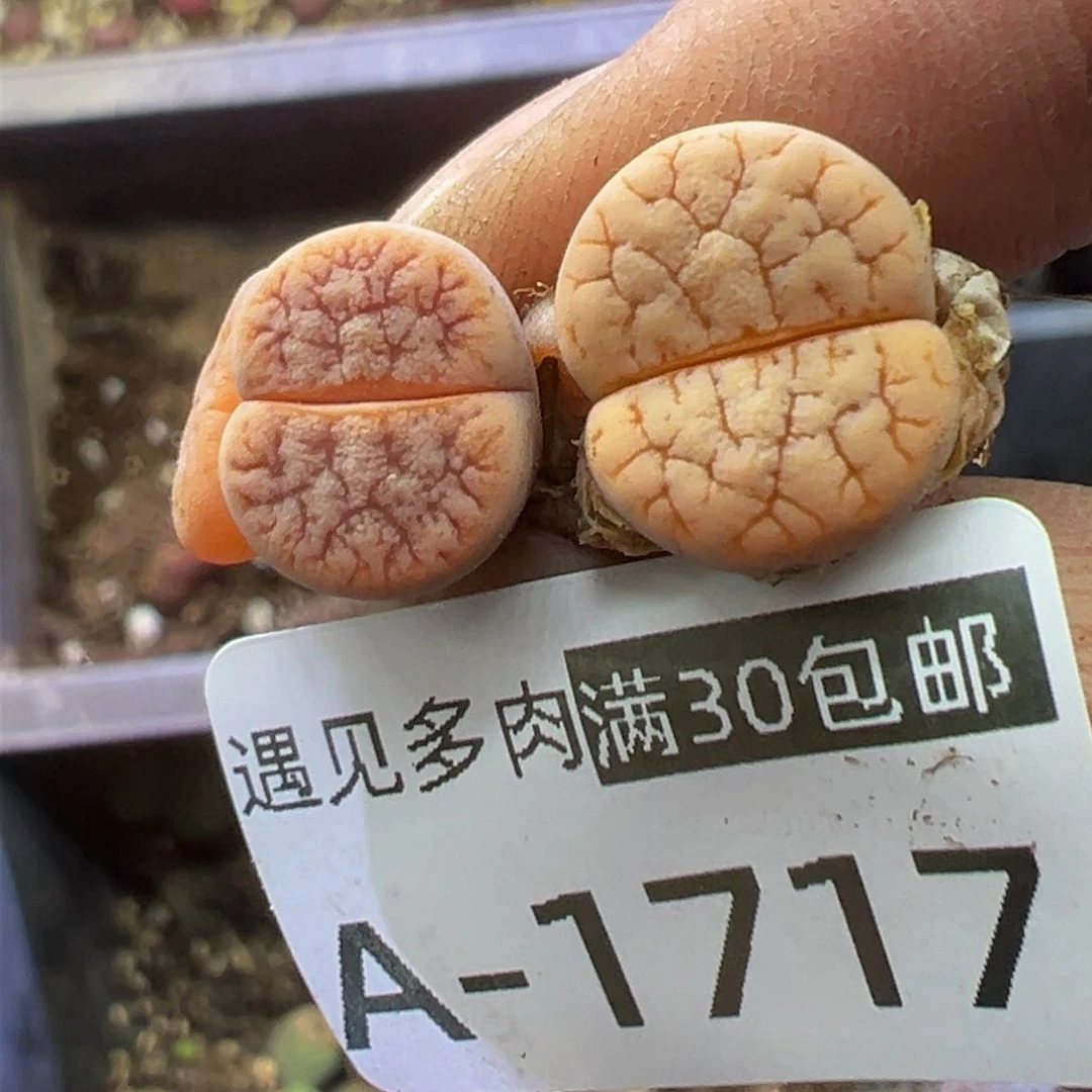 多肉植物111111111111111