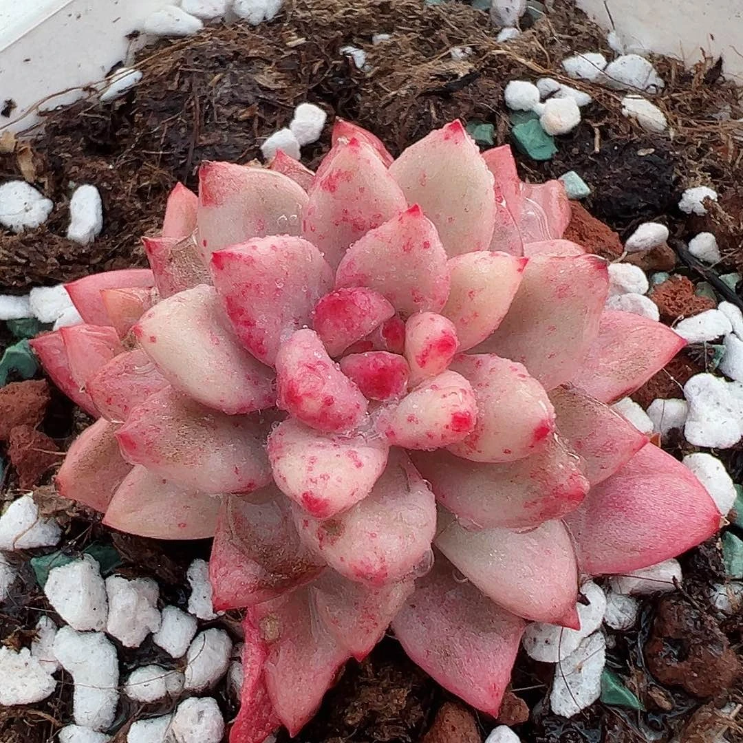 路易锦，覆轮锦多肉植物