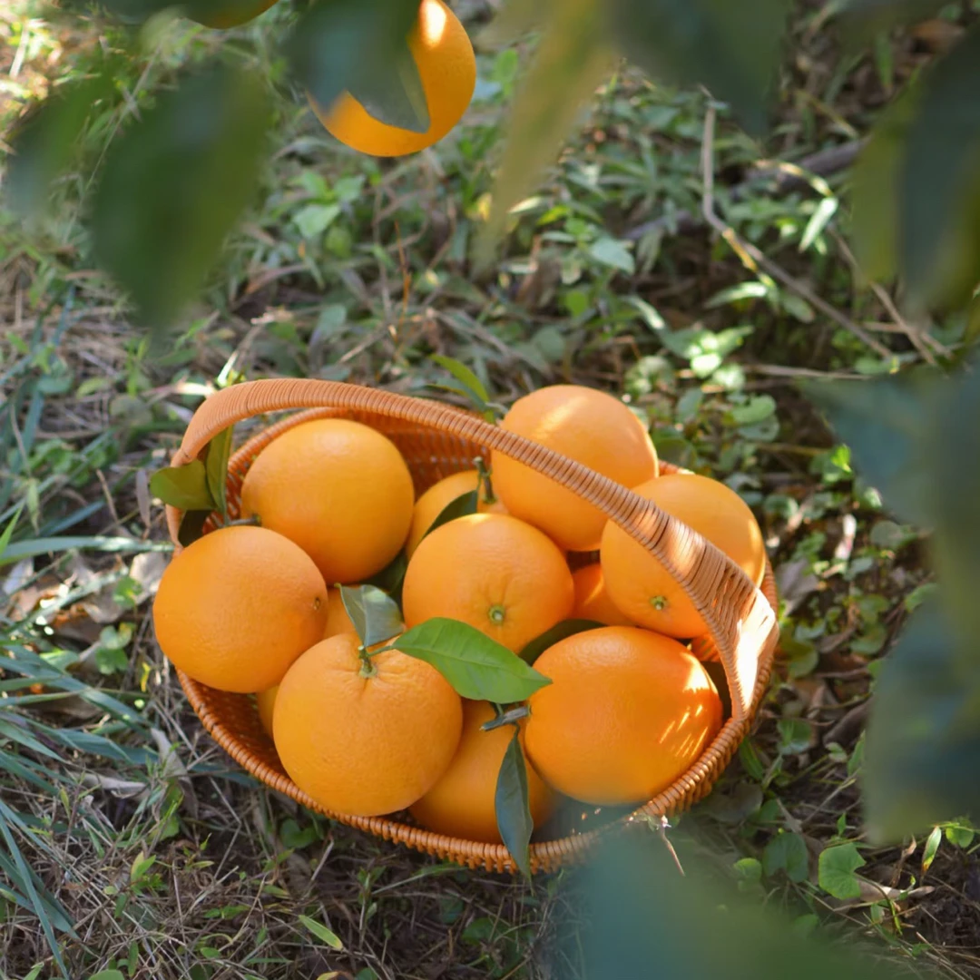 正宗江西赣南脐橙新鲜当季水果产地直发饱满多汁