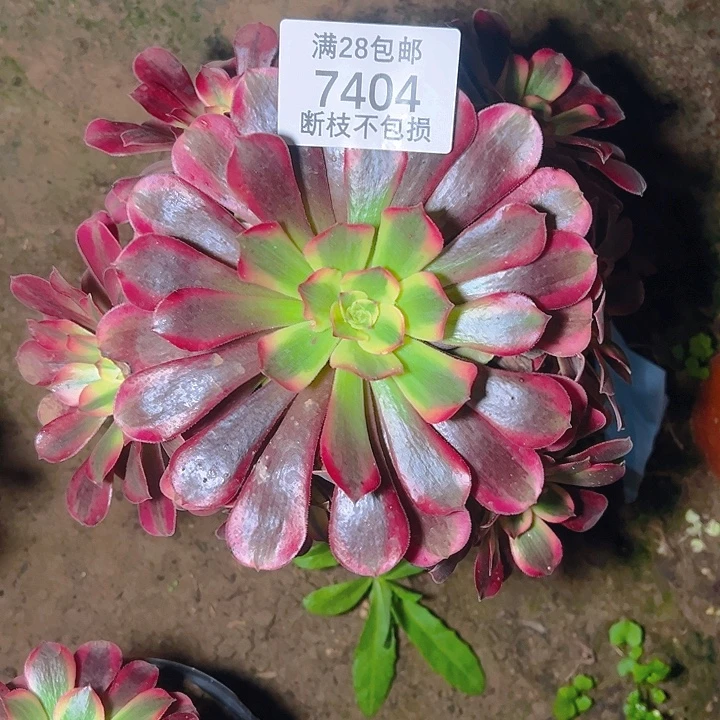 7404美杜莎多肉植物