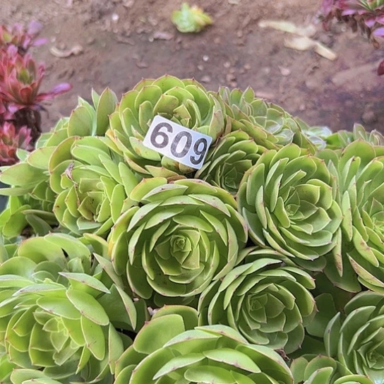 随***安多肉植物一个沙拉碗