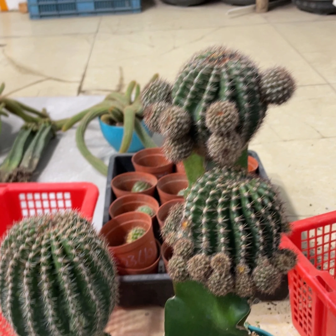 凤羽43.2406.125母本三颗组