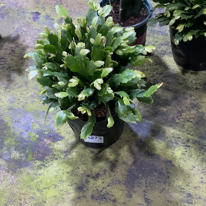 无花朵273盆栽红色索菲亚
