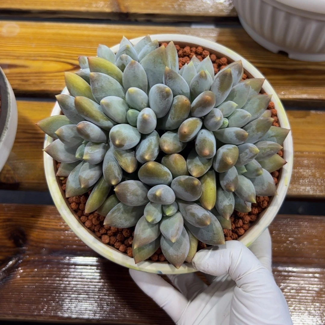奶***甜胖体哥特多肉植物