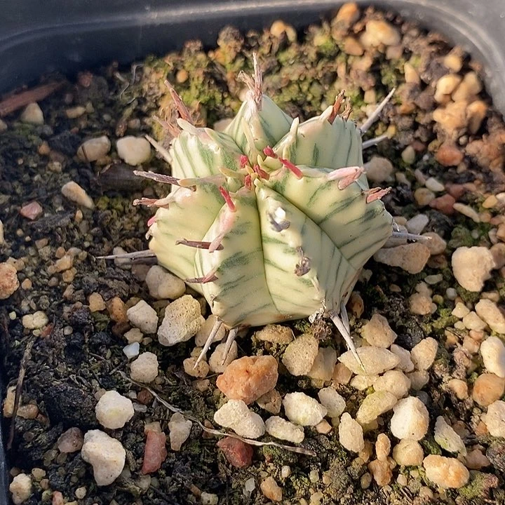 斑马锦带盆一一一一一