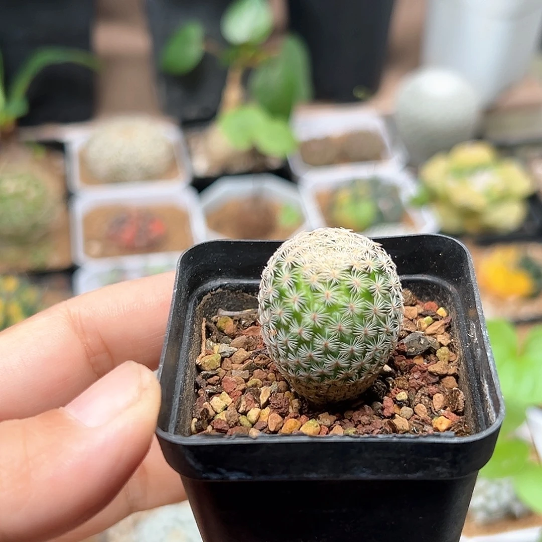 无花朵美丽丸实生球一颗一颗