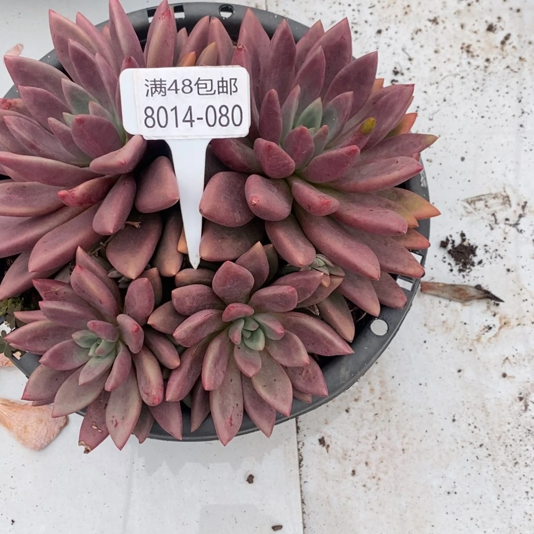 小**@夏悦多肉0814-80桃花源