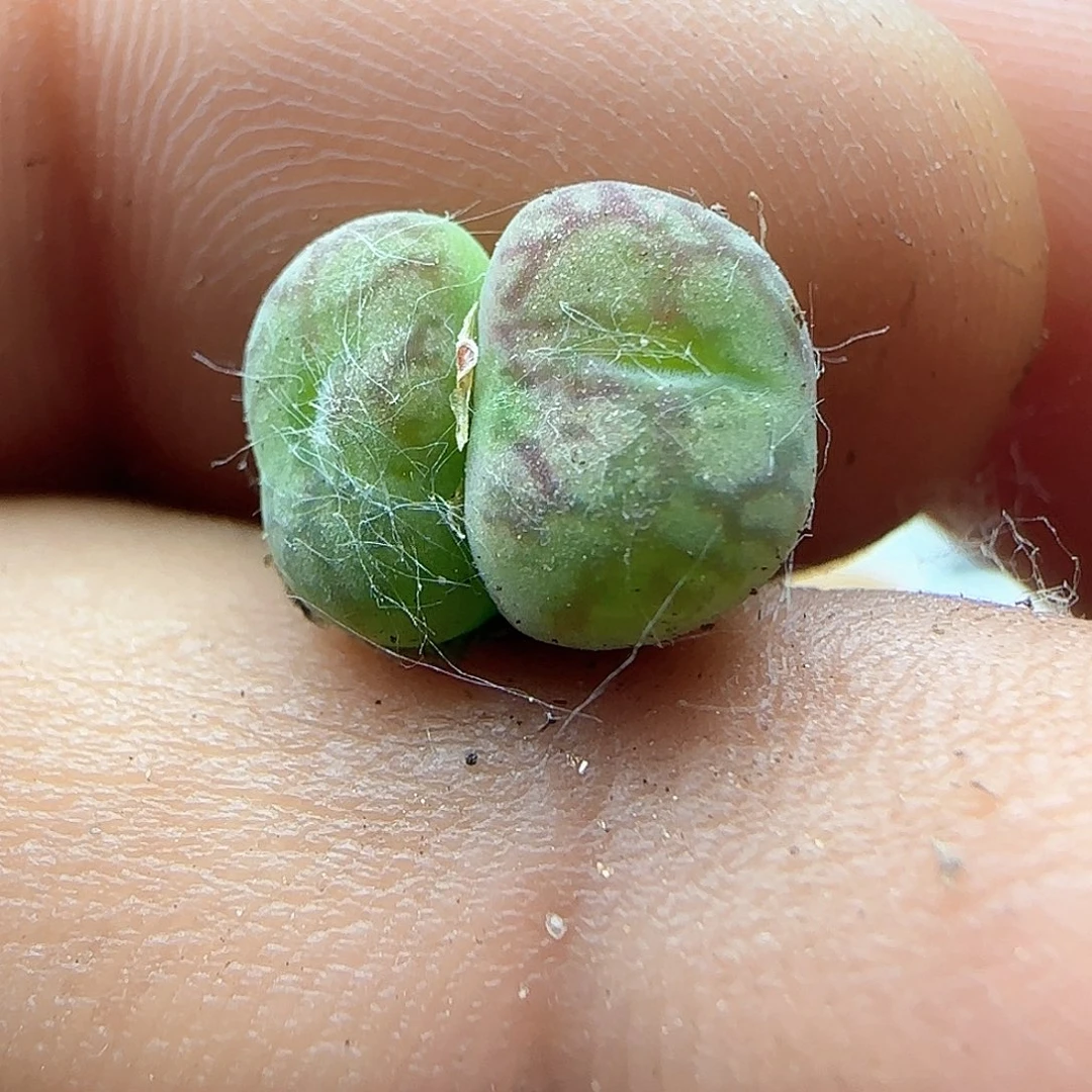 毛杂。         37461