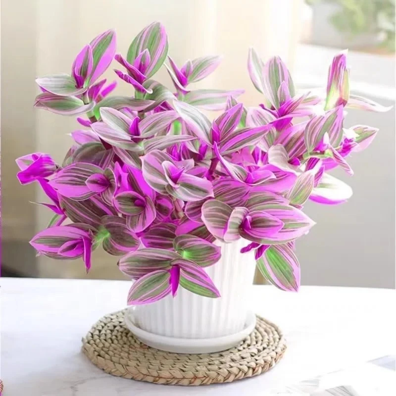 【油画婚礼】三色吊兰易爆盆好养活室内办公吸甲醛多肉植物盆栽