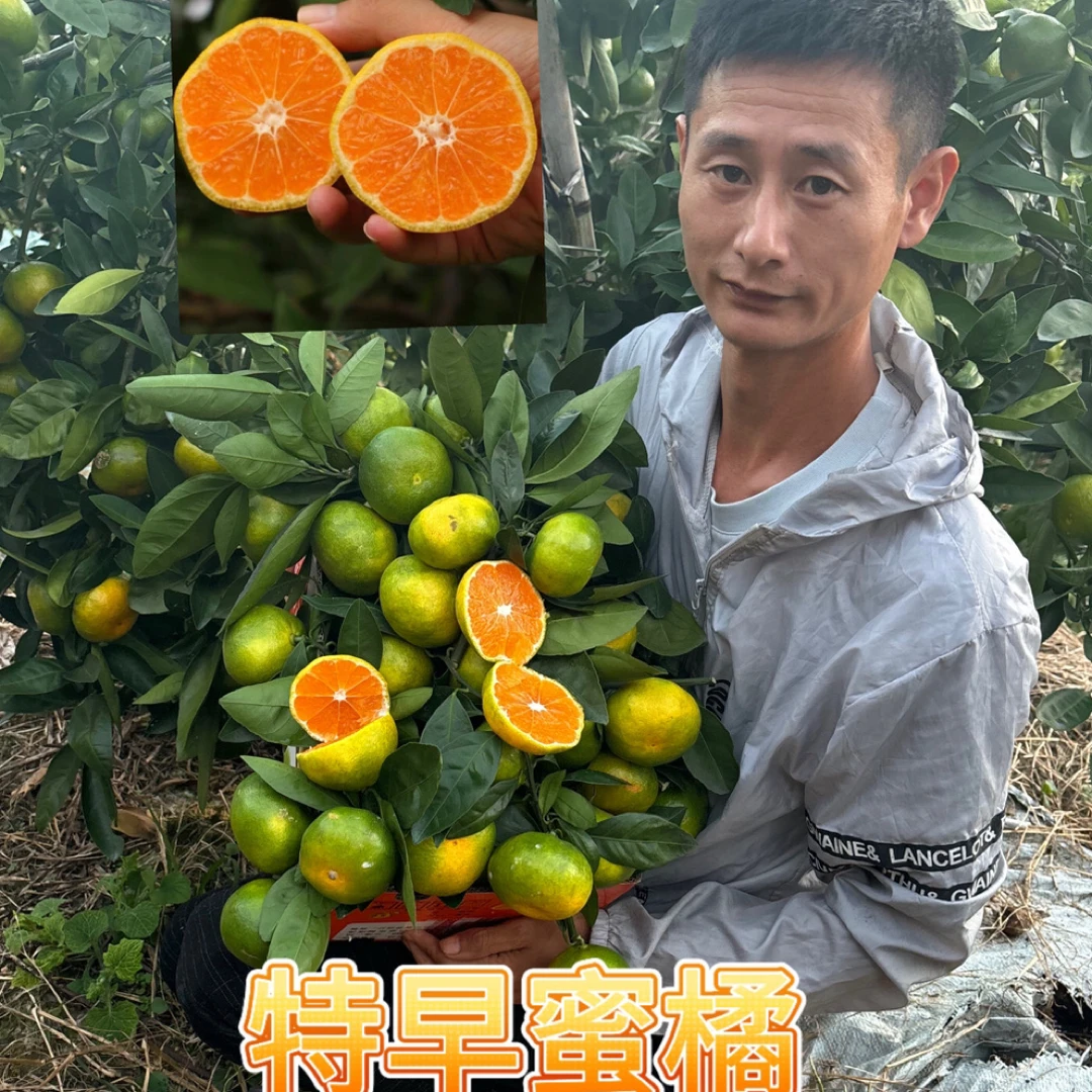 特早蜜橘和晚熟蜜橘（一年裸根苗）橘子蜜桔
