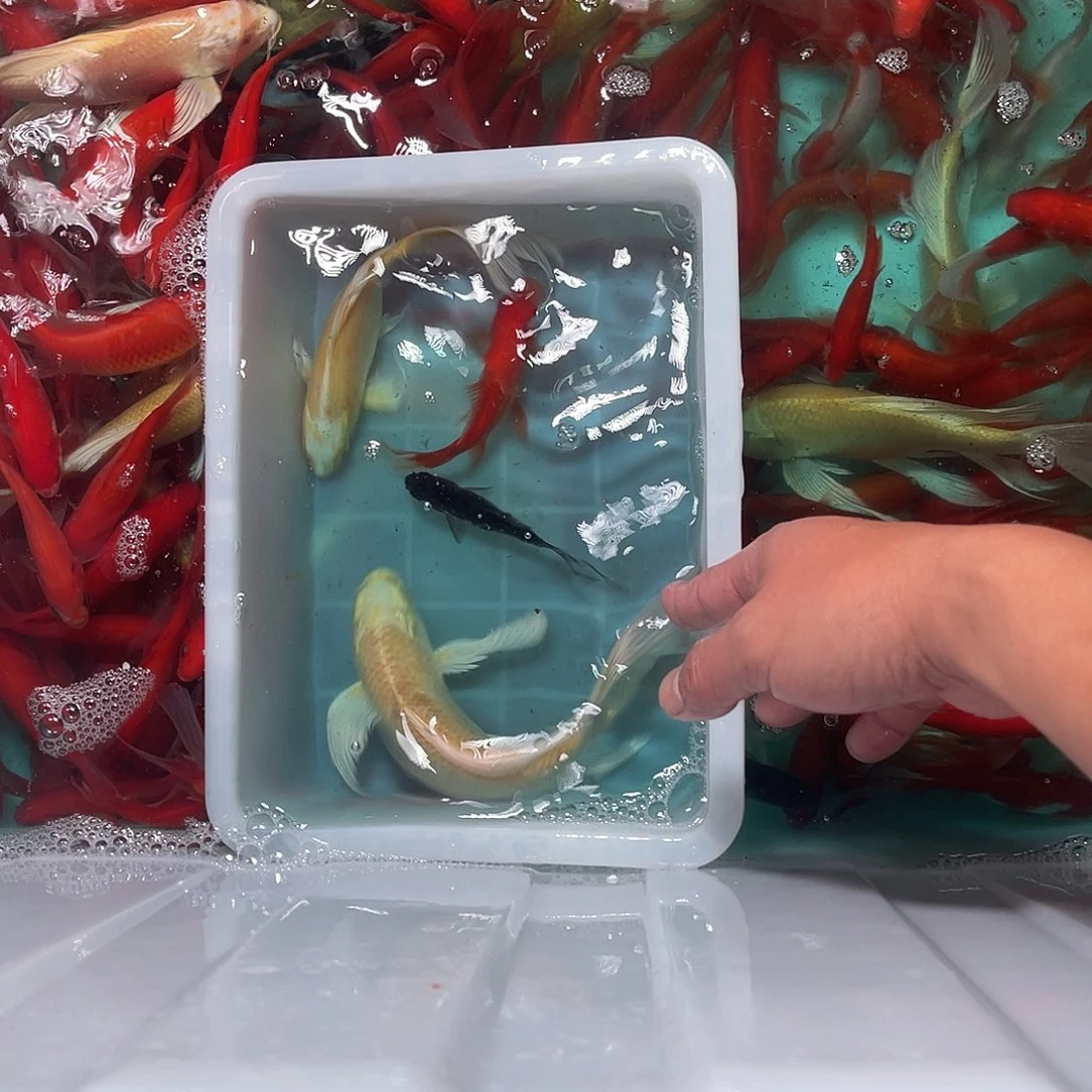 锦鲤包邮，包损，70