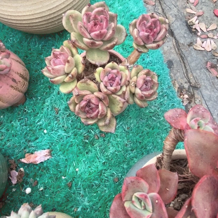 荔****黑水晶整无砍多肉