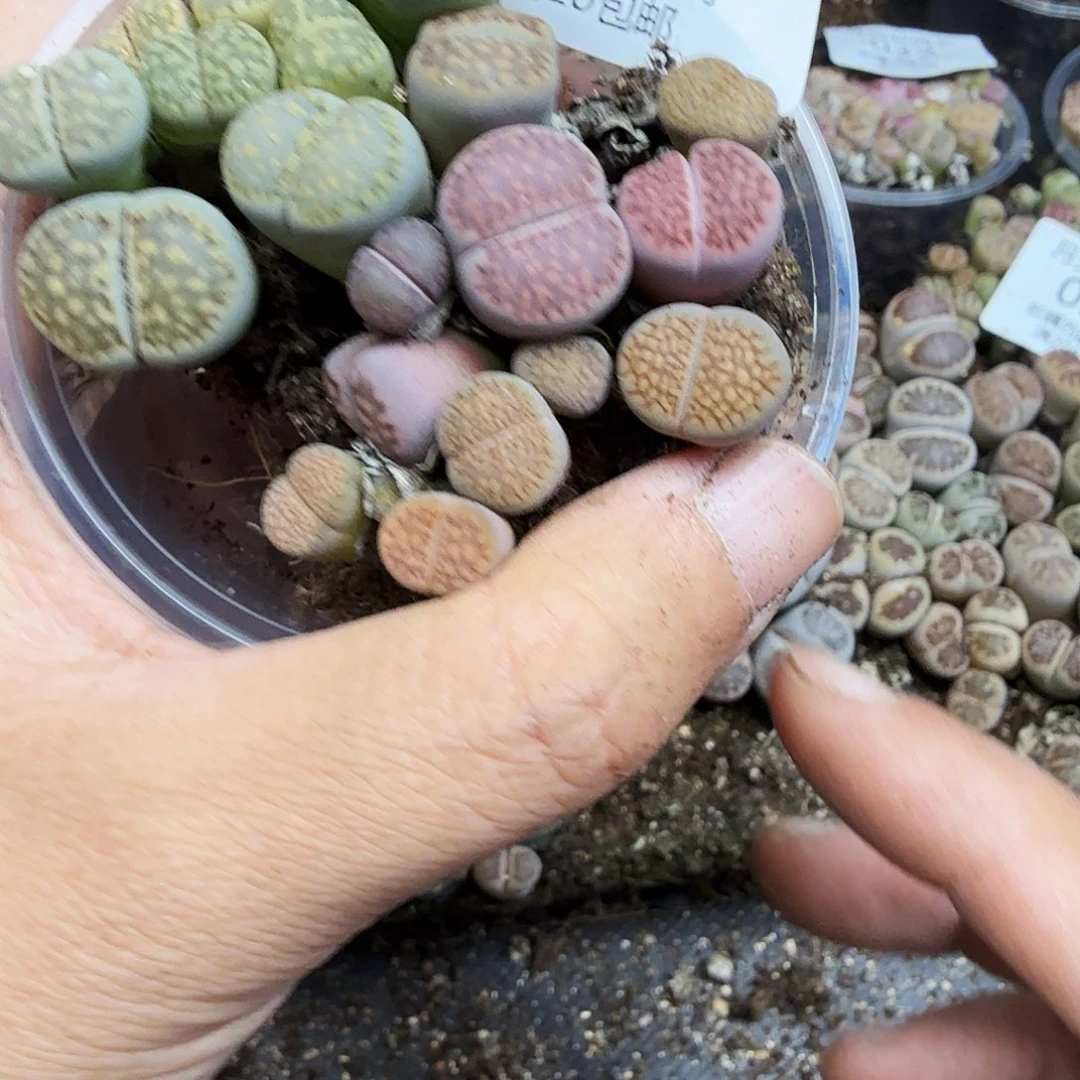 这个点睡一回是为了睡052