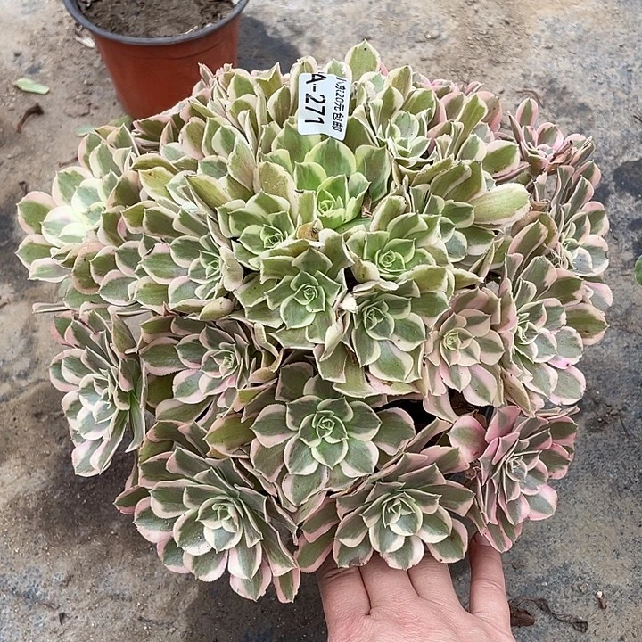 271皇后多肉植物法师